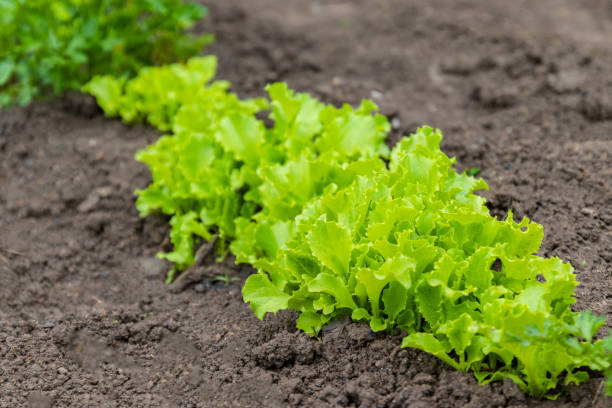istock Rows of fresh lettuce plants in the countryside 1152900620