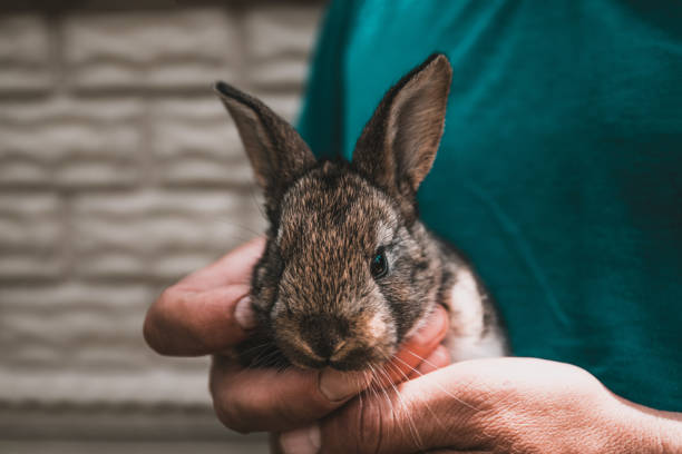 istock rabbit breeding concept. Men's hands hold a rabbit cub in the sunlight on nature. 1152900904