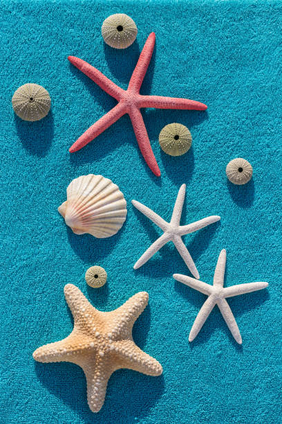istock A sea shell, some sea urchin and starfish are sunbathing 1152901869
