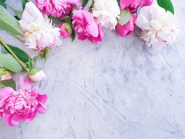 istock peony flower on gray concrete background frame 1152902492