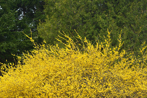 Mature Yellow Forsythia Bush in Spring