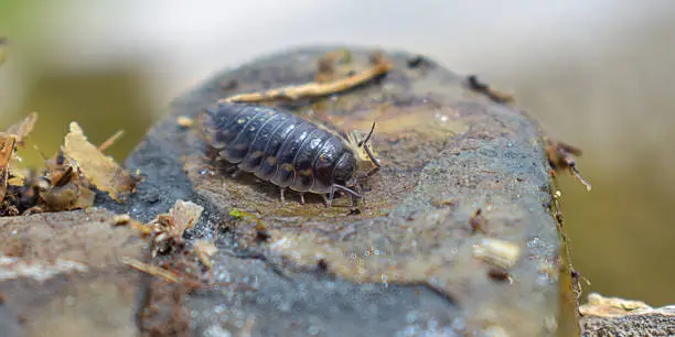 A wood louse found in wales