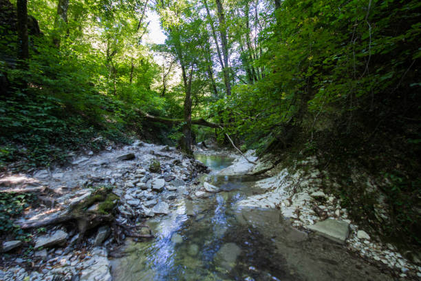 istock Small clean mountain river waterfall and green overgrown river banks 1152902901