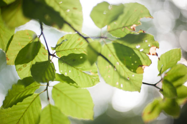 istock Leaves of a tree in backlight. 1152904744