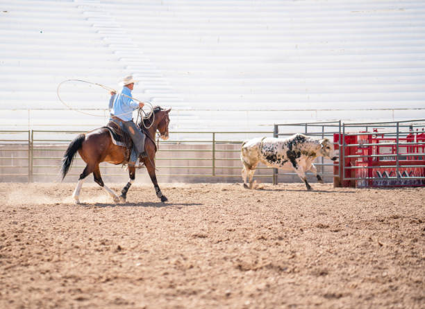 Clearing the bull from the rodeo arena Clearing the bull from the rodeo arena bull riding bull bullfighter cowboy hat stock pictures, royalty-free photos & images