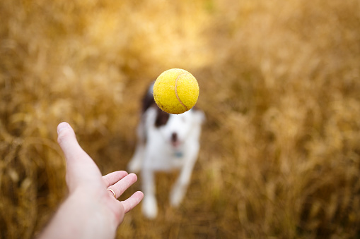 Throwing the ball to the dog.