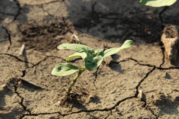 istock New life - small plant in dirt. 1152908538