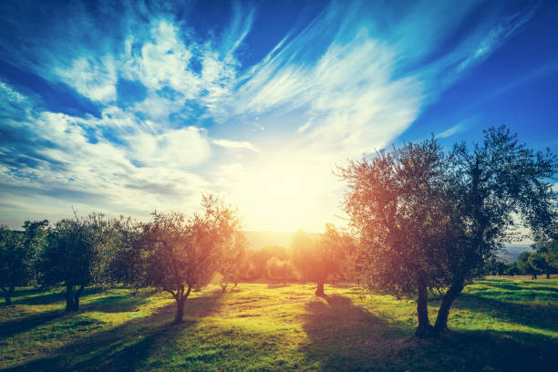 istock Olive trees in Tuscany, Italy. 1152909316