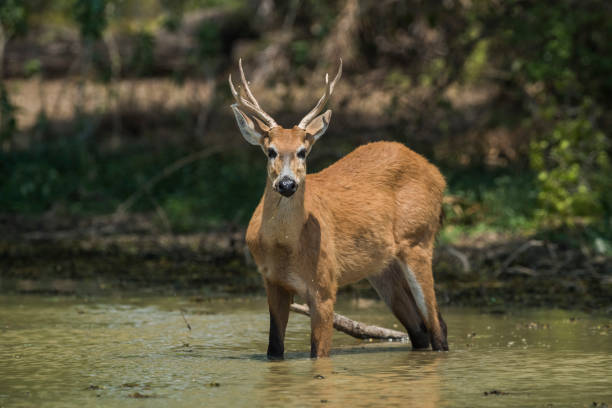 Marsh deer stock photo