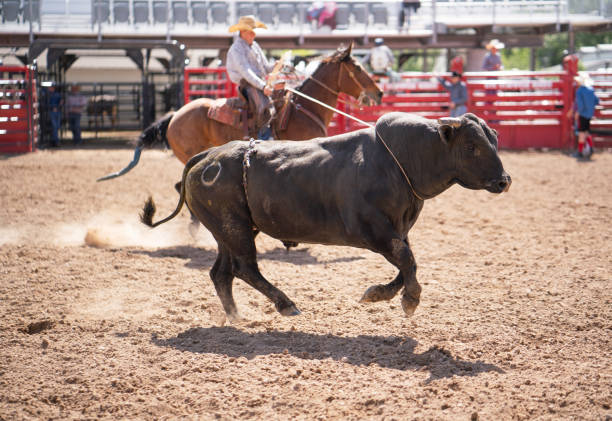 Clearing the bull from the rodeo arena Clearing the bull from the rodeo arena bull riding bull bullfighter cowboy hat stock pictures, royalty-free photos & images