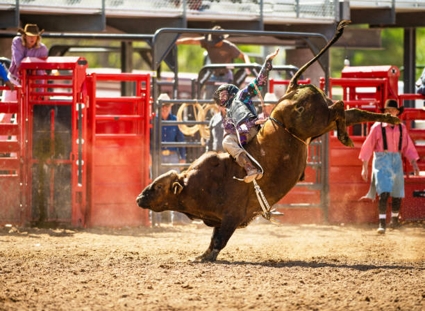 Cowboy Bull Riding in Rodeo Arena Cowboy Bull Riding in Rodeo Arena bull riding bull bullfighter cowboy hat stock pictures, royalty-free photos & images