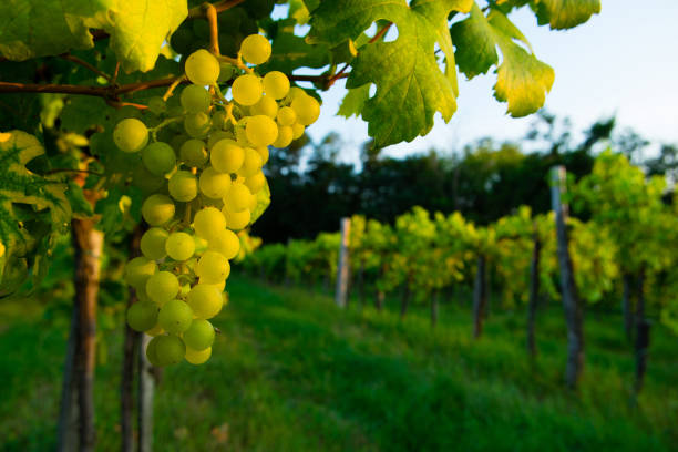 istock Ripe golden white grapes 1152909642