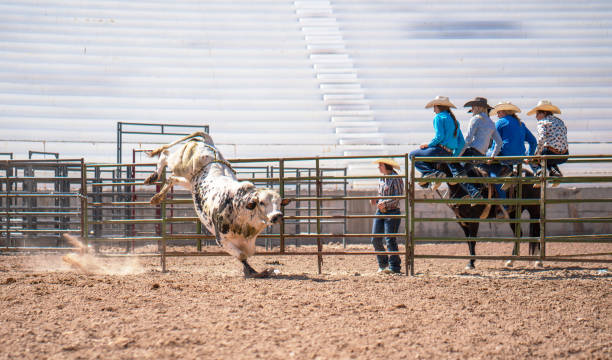Clearing the bull from the rodeo arena Clearing the bull from the rodeo arena bull riding bull bullfighter cowboy hat stock pictures, royalty-free photos & images
