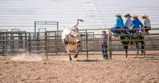 Clearing the bull from the rodeo arena Clearing the bull from the rodeo arena bull riding bull bullfighter cowboy hat stock pictures, royalty-free photos & images