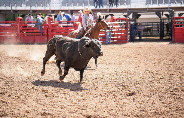 Clearing the bull from the rodeo arena Clearing the bull from the rodeo arena bull riding bull bullfighter cowboy hat stock pictures, royalty-free photos & images