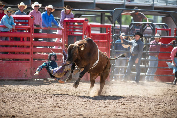 istock Cowboy Bull Riding in Rodeo Arena 1152912012