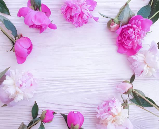 istock peony flower on white wooden background frame 1152912036