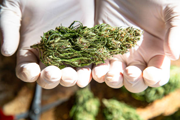 mano in guanto bianco che tiene il bocciolo di marijuana - petal bud plant agriculture foto e immagini stock