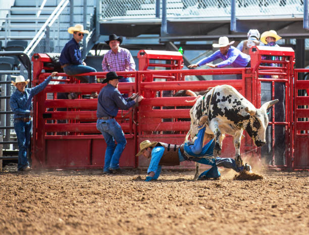 Cowboy Bull Riding in Rodeo Arena Cowboy Bull Riding in Rodeo Arena bull riding bull bullfighter cowboy hat stock pictures, royalty-free photos & images