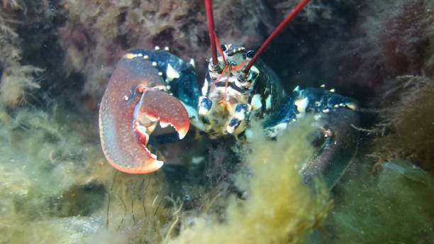 istock European Lobster (Homarus gammarus), Wales, UK 1152913295