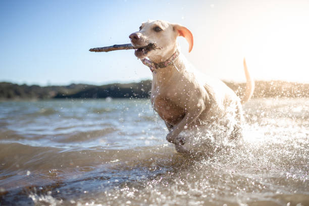 Dog playing with stick.