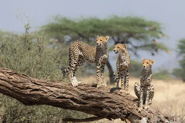 Photo of Three Young Cheetahs