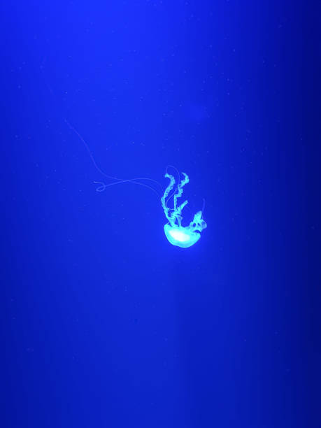istock Jellyfish in the fish tank. 1152913639