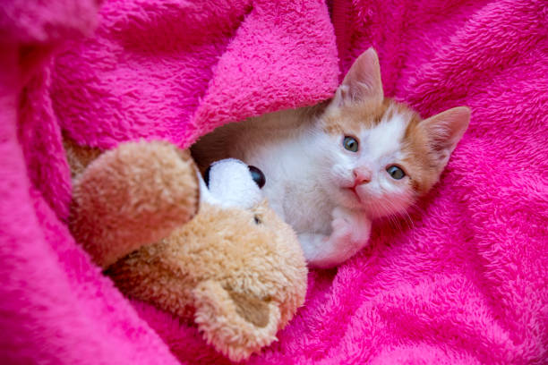Pet animal; down syndrome kitten cat indoor.