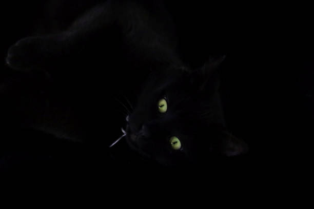 istock Pet animal; cute cat, black cat indoor 1152915148