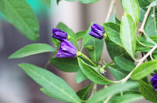 Beautiful blue shrub flowers in the yard