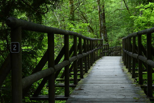 istock Wooden Walkway At Priest Point Park 1152918923