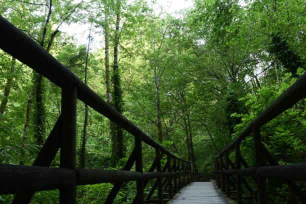 istock Wooden Walkway At Priest Point Park 1152918987