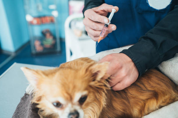 o veterinário dá a vacina ao cão da chihuahua - chihuahua stroking pets human hand - fotografias e filmes do acervo