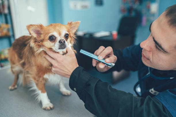 istock Vet examining chihuahua - dog 1152919108