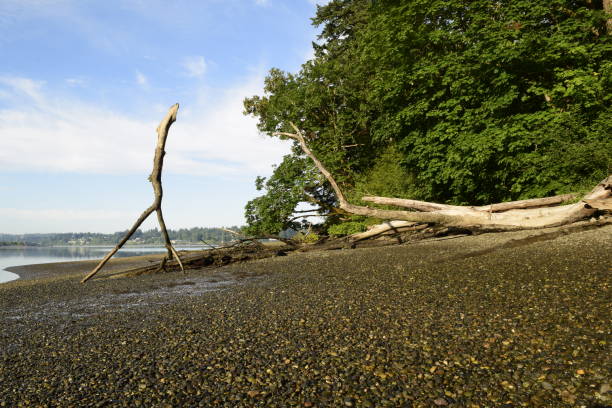 istock Beach Near Ellis Cove At Priest Point Park 1152919147