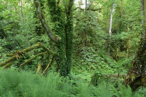 istock A View Into The Forest At Priest Point Park 1152920134