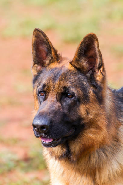 istock Wolf-dog K9 portrait 1152923752