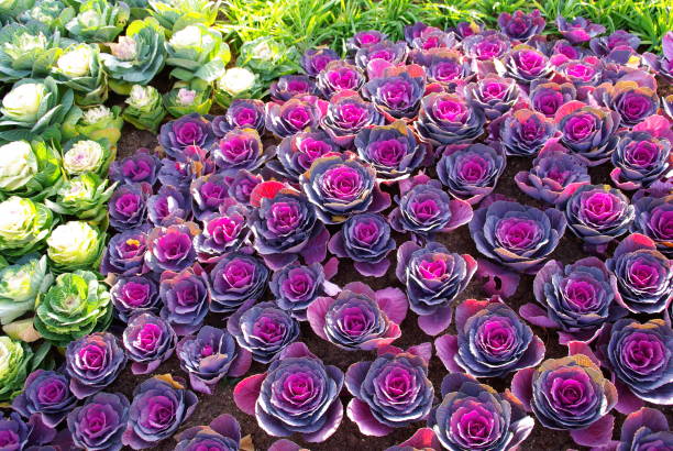istock Beautiful flowers are beautiful. 1152924882