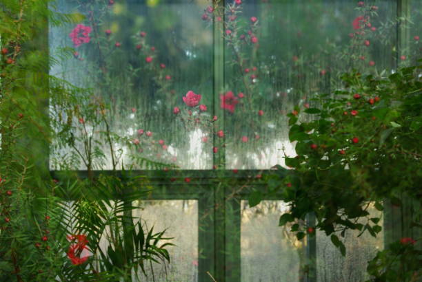 istock Plants of the greenhouse 1152928176