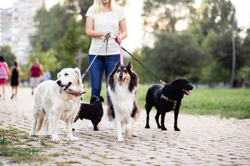 Dog walker enjoying outdoors in park with group of dogs.