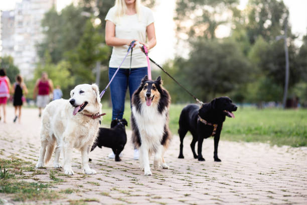 dog walker - dog walking retriever golden retriever imagens e fotografias de stock