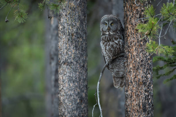 istock A Great Gray Owl in the Forest 1152929642