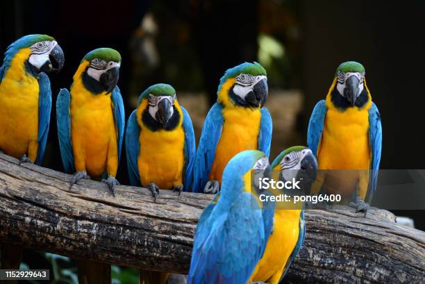 Macaw Parrots Beautiful Pets And The Price Is Quite High Stock Photo - Download Image Now