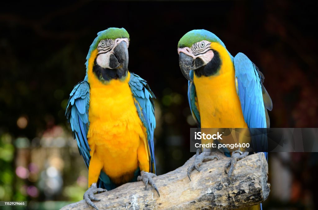 Macaw parrots, beautiful pets And the price is quite high Animal Stock Photo