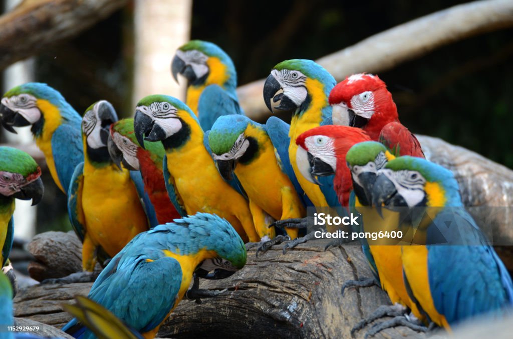 Macaw Parrots Beautiful Pets And The Price Is Quite High Stock Photo -  Download Image Now - iStock