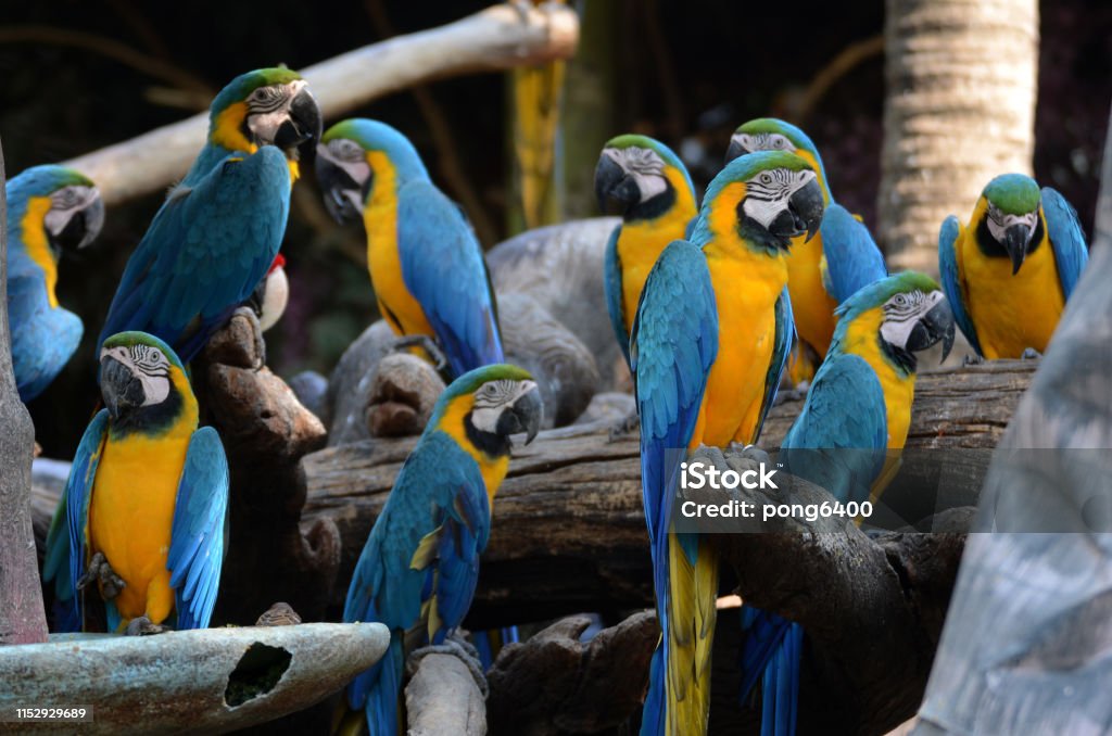 Macaw parrots, beautiful pets And the price is quite high Animal Stock Photo