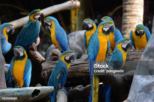 Macaw Parrots Beautiful Pets And The Price Is Quite High Stock Photo - Download Image Now