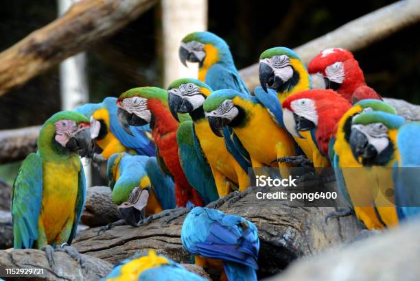 Macaw Parrots Beautiful Pets And The Price Is Quite High Stock Photo - Download Image Now