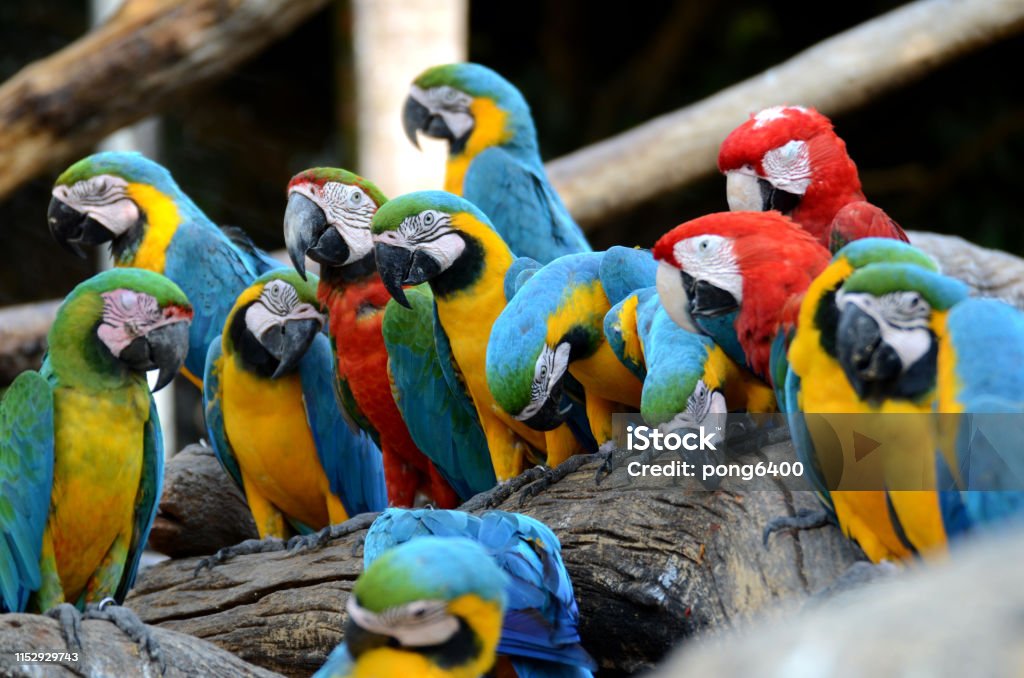 Macaw parrots, beautiful pets And the price is quite high Animal Stock Photo