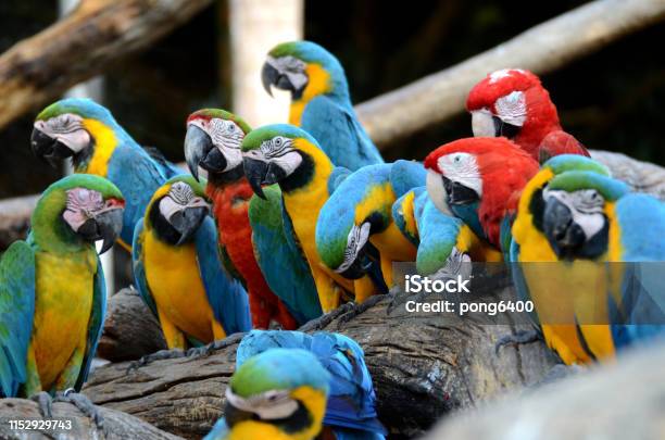 Macaw Parrots Beautiful Pets And The Price Is Quite High Stock Photo - Download Image Now